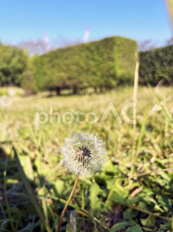 タンポポの綿毛のクローズアップ タンポポの綿毛,タンポポ,綿毛の写真素材