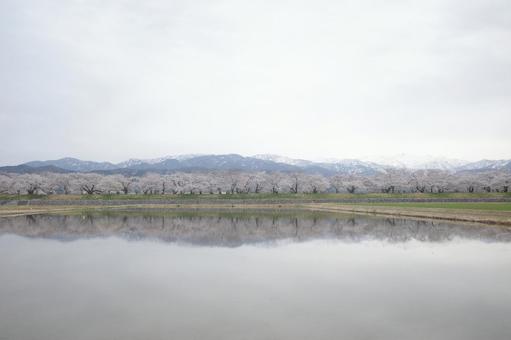 Reflection of mountains and cherry blossoms, JPG Reflection of mountains and cherry blossoms, JPG