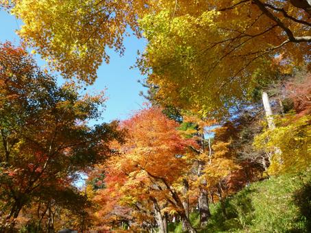 紅葉した森 紅葉した森の写真