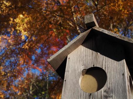 紅葉と巣箱 曽爾高原,紅葉,秋の写真素材