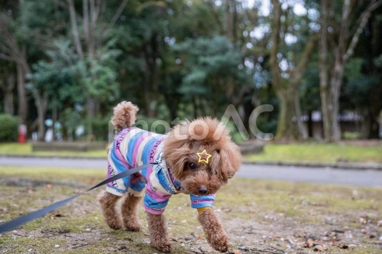 春の公園で散歩するトイプードル トイプードル,トイプー,景色の写真素材
