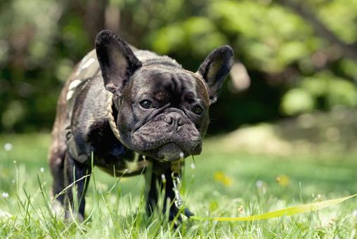 公園のフレンチブルドッグ 犬,フレンチブルドッグ,小型犬の写真素材