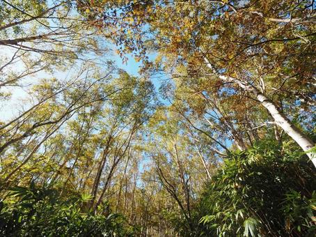 紅葉(根子岳) 紅葉(根子岳) 紅葉,もみじ,秋の写真素材