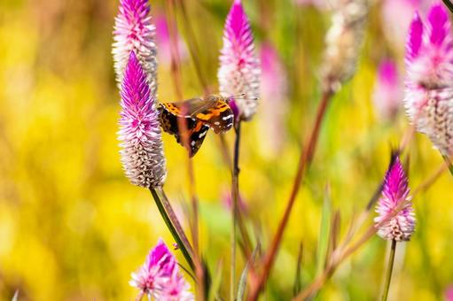 アカタテハ(40) アカタテハ(40)の写真
