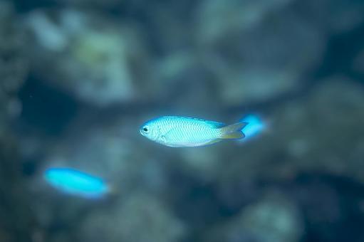 リーフを漂う青いスズメダイ スズメダイ,熱帯魚,魚の写真素材