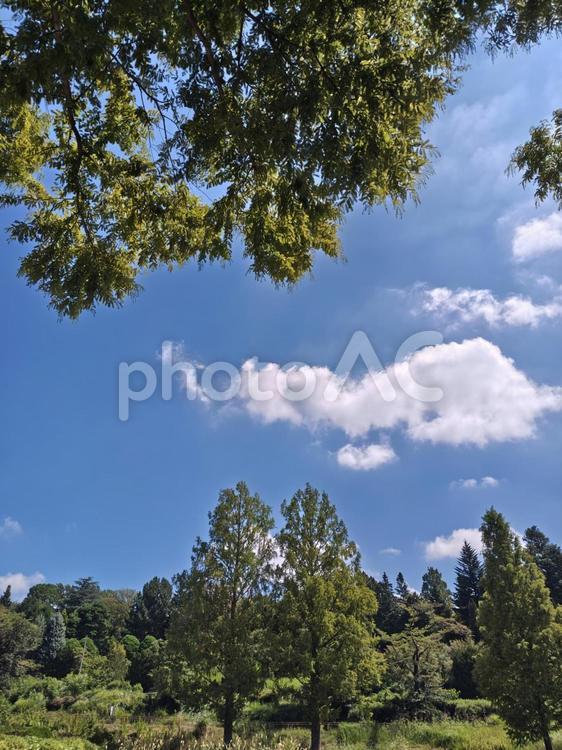 爽やかな夏の高原！木陰から臨む青空と雲 夏,高原,青空の写真素材