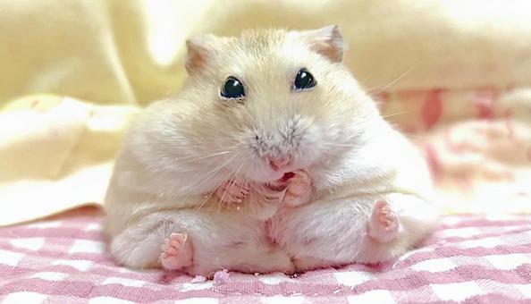座りながら毛づくろいするハムスター 座りながら毛づくろいするハムスターの写真
