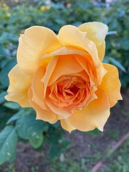 オレンジ色のバラの写真