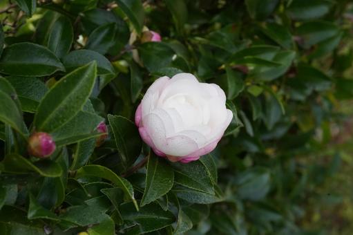 サザンカ（山茶花・朝倉白花）の写真