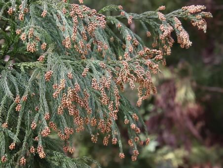 スギ花粉に悩む季節 スギ花粉に悩む季節 スギ,花粉,樹木の写真素材