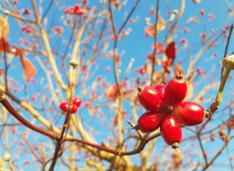 真っ赤なハナミズキの実 赤い実,ハナミズキ,木の写真素材