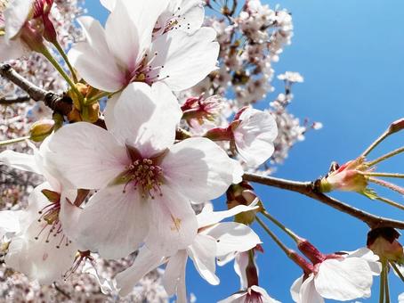 青空と桜 青空と桜の写真