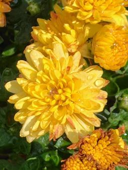 ガーデンマムのクローズアップ写真の写真