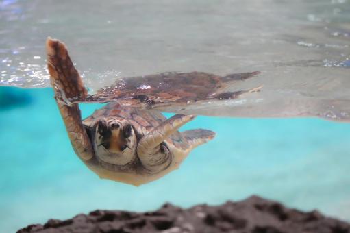 アカウミガメ アカウミガメの写真
