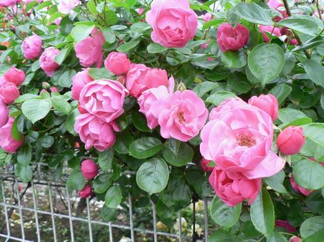 薔薇 薔薇の写真