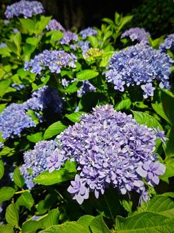 夜に咲く紫陽花 夜に咲く紫陽花の写真