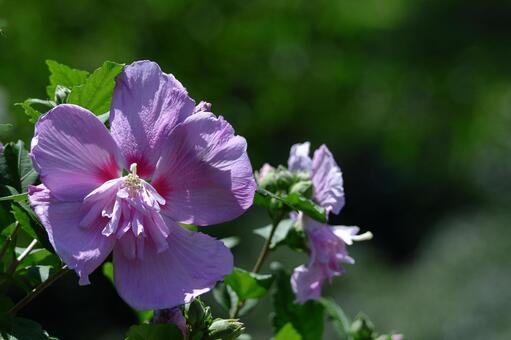夏の茶室を彩る 木槿,花,アオイ科の植物の写真素材