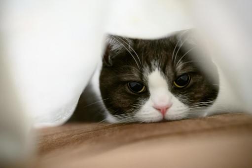 毛布の中の猫 毛布の中の猫 毛布の中の猫,猫,ねこの写真素材