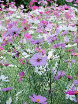 コスモス畑 自然,コスモス,秋桜の写真素材