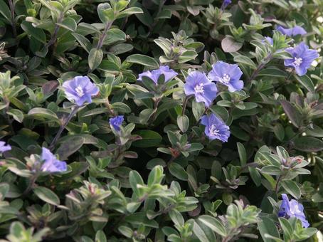 エボルブルス・アメリカンブルー エボルブルス・アメリカンブルー 風景マクロ,草花,小花の写真素材