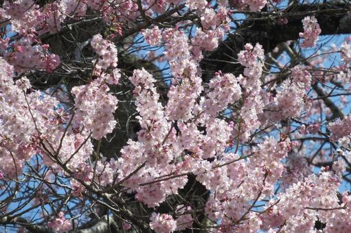Photo, sakura, flower, wood, 