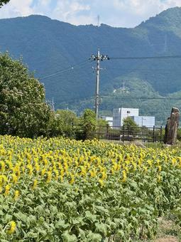 福井県 越前市のひまわり畑 福井県 越前市のひまわり畑 福井県,越前市,福井の写真素材