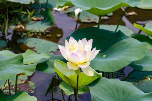 Lotus flower, JPG Lotus flower, JPG