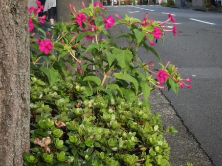 秋分過ぎの横浜市北部の路傍のオシロイバナ 秋分過ぎの横浜市北部の路傍のオシロイバナ オシロイバナ,雑草,植栽枡の写真素材