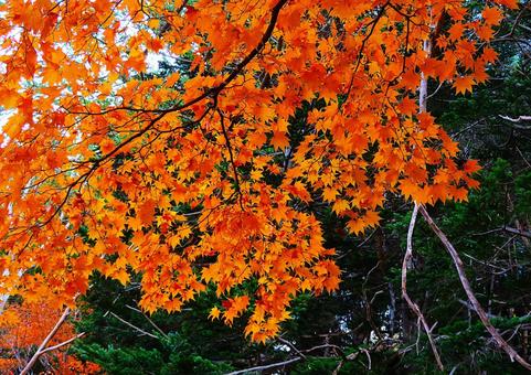鮮やかな紅葉 紅葉,秋,もみじの写真素材