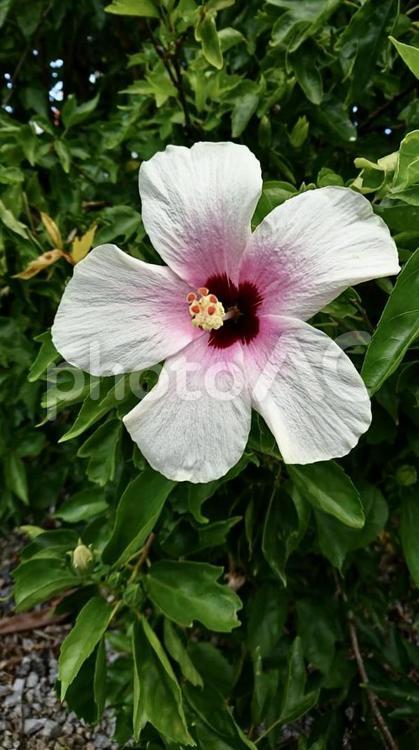 沖縄県宮古島　鮮やかなハイビスカスの花② 沖縄,宮古島,秋の写真素材
