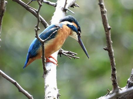 木にとまるカワセミ 木にとまるカワセミの写真