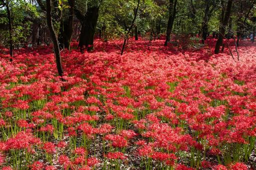 巾着田曼珠沙華公園 巾着田曼珠沙華公園 巾着田曼珠沙華公園,巾着田,曼珠沙華の写真素材