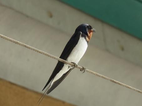 つばめ つばめ ツバメ,燕,益鳥の写真素材