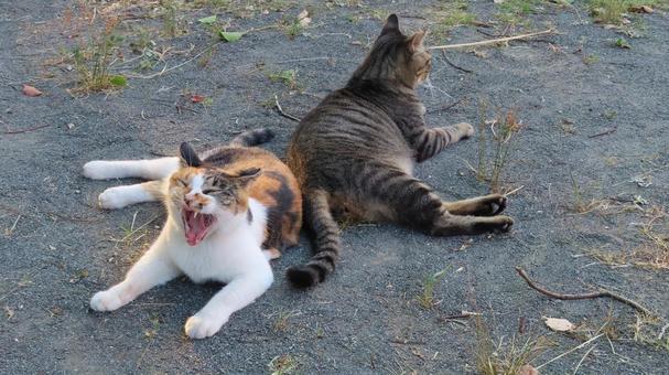 ラブラブでもふもふな三毛猫たちの夕涼み ラブラブでもふもふな三毛猫たちの夕涼み 三毛猫,猫,キジトラの写真素材