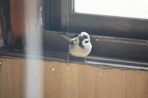 迷い込んできたスズメ 3 迷い込んできたスズメ 3の写真