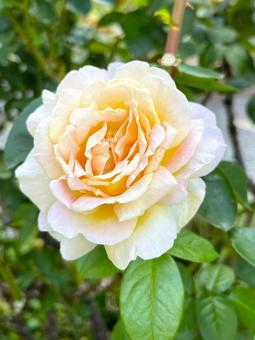 秋のやさしいバラ バラ,秋バラ,花の写真素材