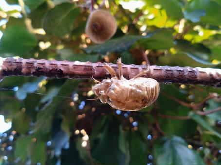 セミの抜け殻 セミの抜け殻 セミの抜け殻,庭,家庭菜園の写真素材