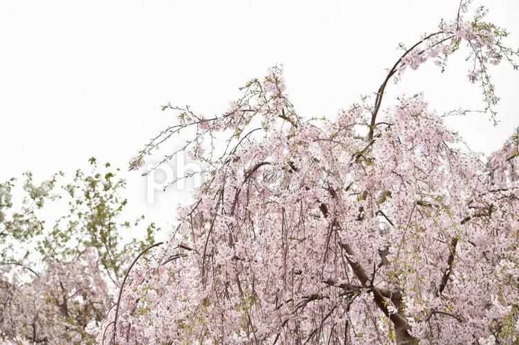 花見山のしだれ桜 花見山,しだれ桜,しだれざくらの写真素材