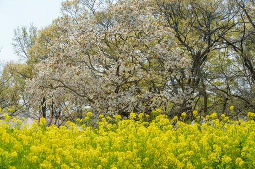 菜の花と桜が咲く春の風景 菜の花,桜,春の写真素材