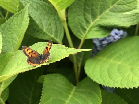 Photo, butterfly, bennisimi, squirrel, 