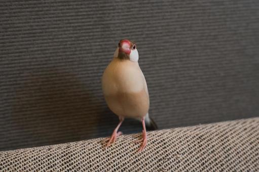 シナモン文鳥 シナモン文鳥の写真