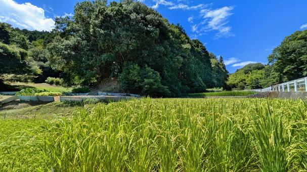 里山に広がる、夏の田園風 田園,風景,田舎の写真素材