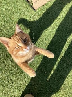 ねこ ねこの写真