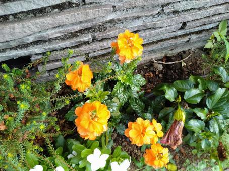花729 花729の写真