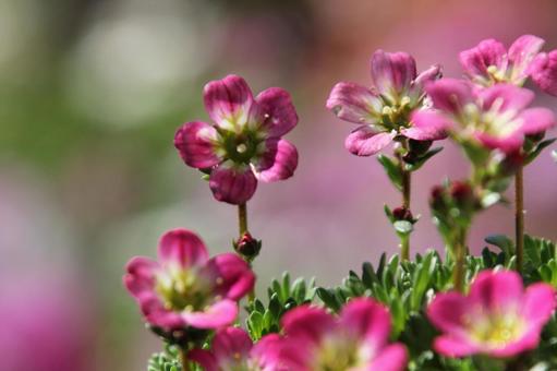 クモマグサ・雲間草 クモマグサ・雲間草の写真