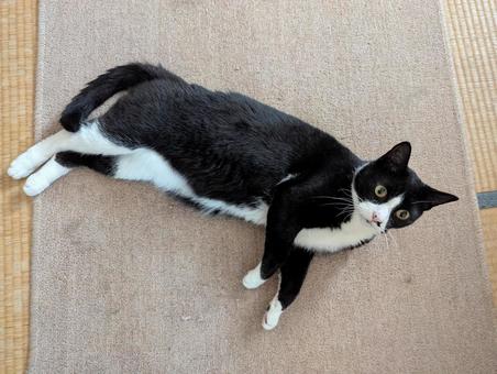 Relaxing Cat 6, JPG