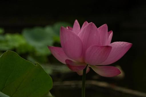 蓮の花が咲いた 蓮の花が咲いたの写真