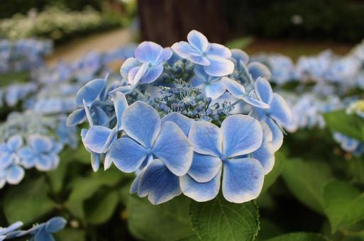 あじさい 紫陽花,ガクアジサイ,梅雨の写真素材
