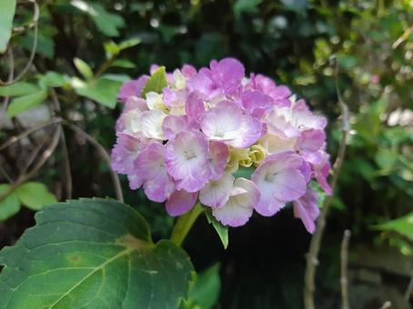 白とピンクのアジサイ 紫陽花,アジサイ,花の写真素材