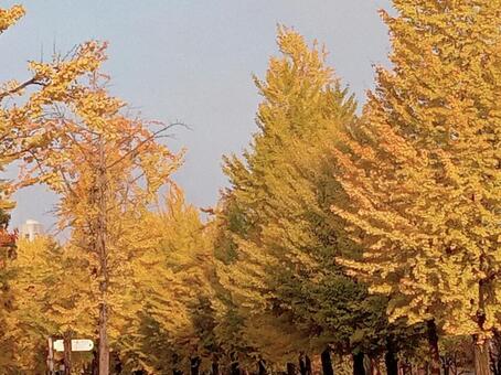 大阪城公園の銀杏並木 銀杏並木,並木道,銀杏の写真素材